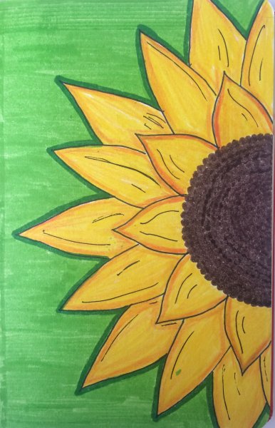 Рисование подсолнуха