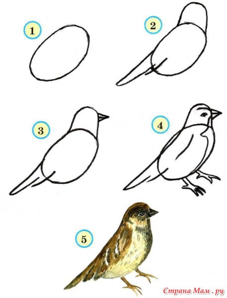 Поэтапное рисование птиц