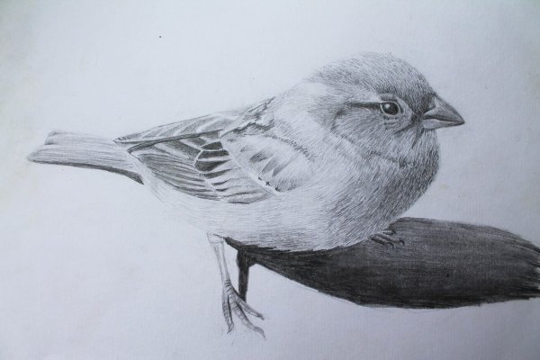 Наброски воробья
