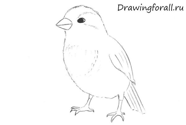Воробей рисунок карандашом