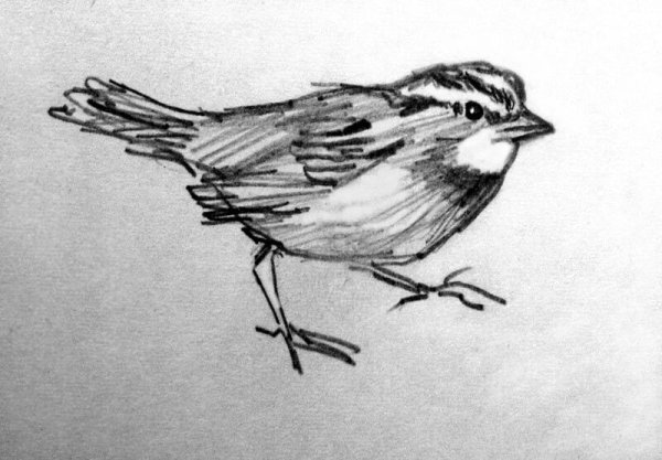 Наброски и зарисовки птиц