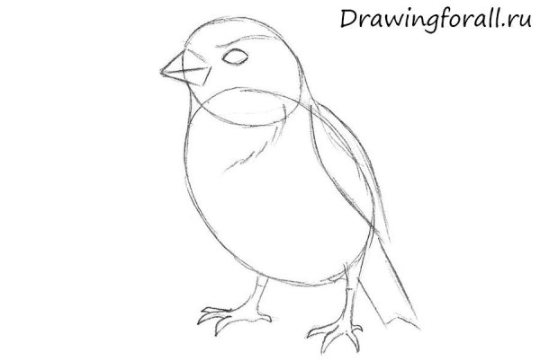 Поэтапное рисование воробья