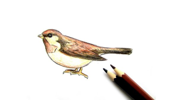 Воробей рисунок карандашом