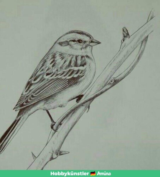 Наброски воробья