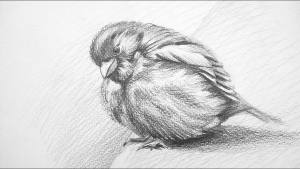 Воробей рисунок карандашом