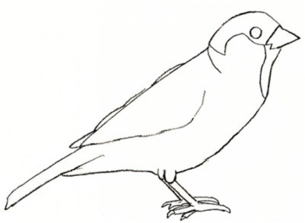 Воробей рисунок карандашом