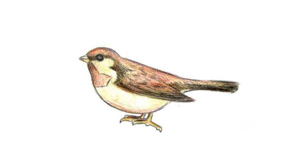 Воробей цветными карандашами