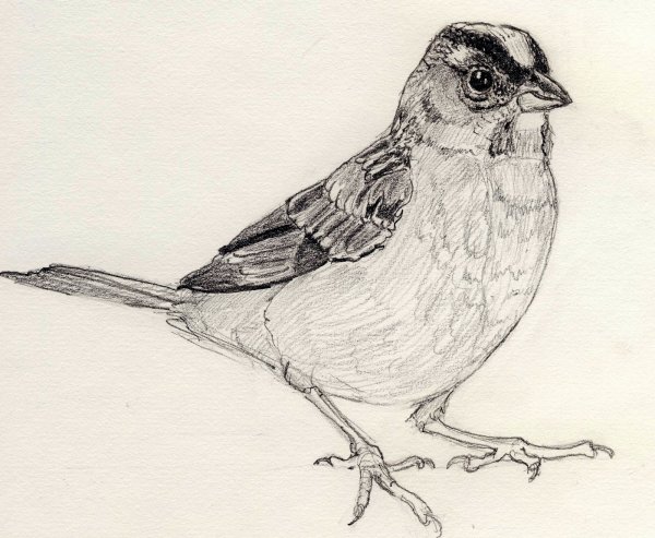 Птица рисунок