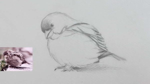 Воробей пошагово