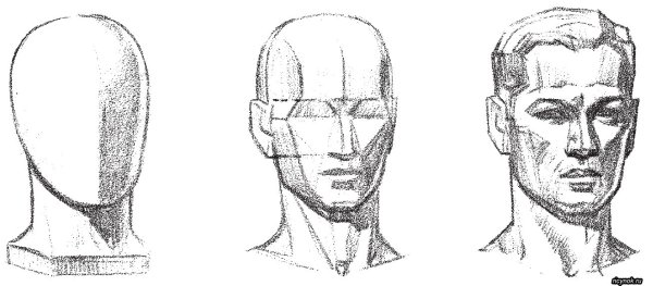 Форма головы построение