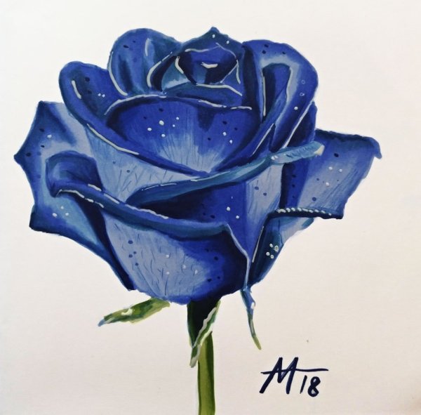 Синий цветок карандашом