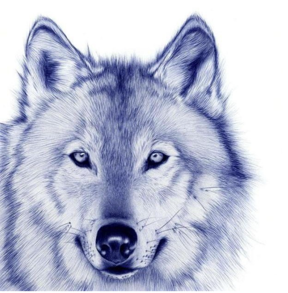 Волк рисунок
