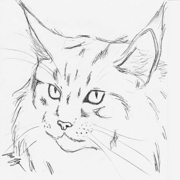 Набросок кошачьей морды