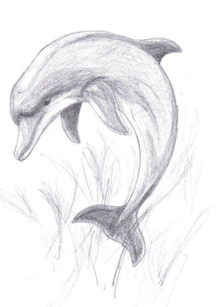 Дельфин рисунок карандашом