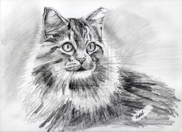 Кошка рисунок карандашом