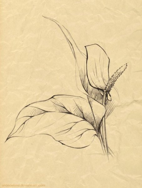 Графические зарисовки с натуры