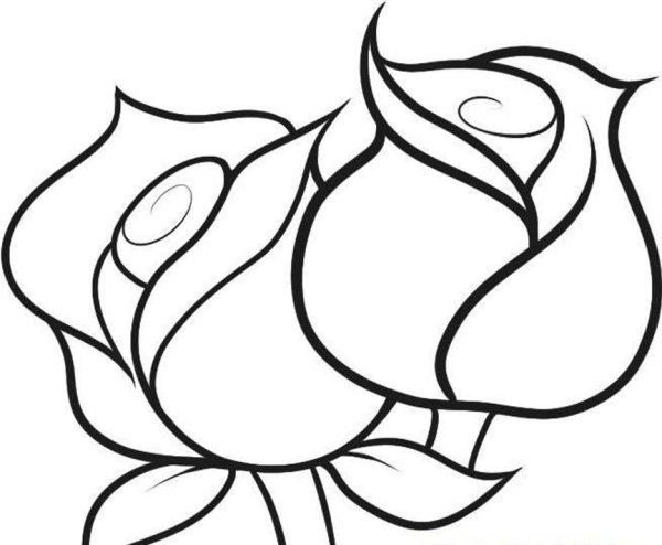 Бутоны цветов раскраска