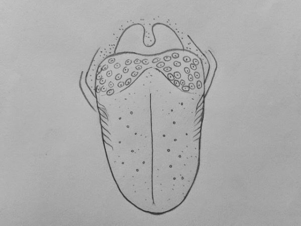 Язык раскраска