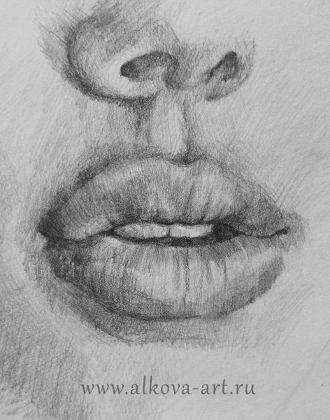 Портрет карандашом для начинающих поэтапно