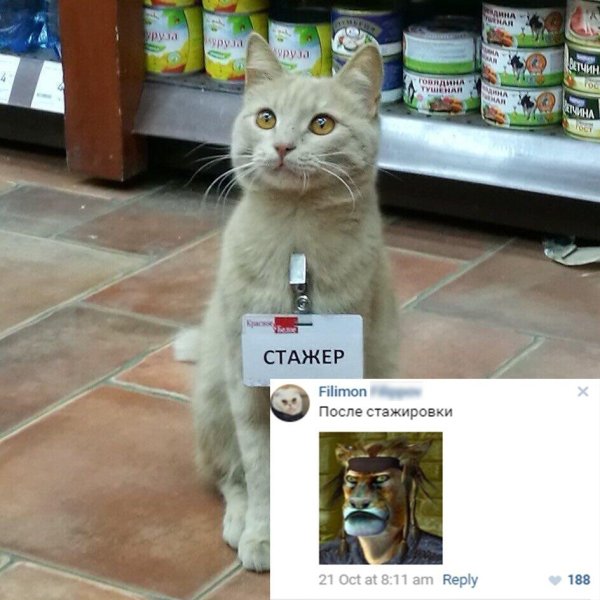 Кот с надписью стажёр