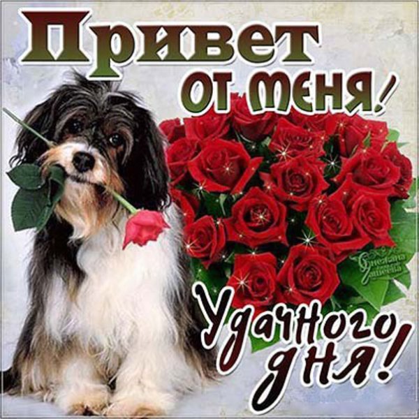 Открытки привет