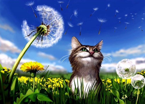 Кот и одуванчик