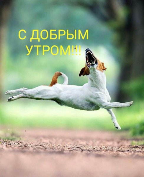 Открытки с добрым утром прикольные