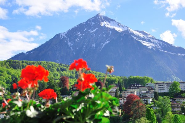 Швейцария Альпы цветы