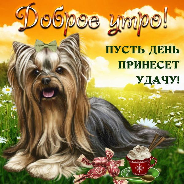 Поздравление с добрым утром с животными