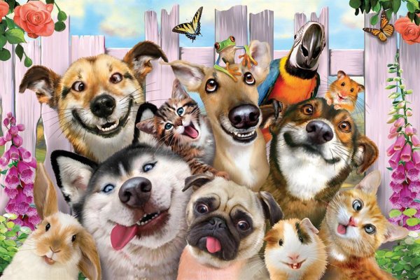 Домашние животные коллаж