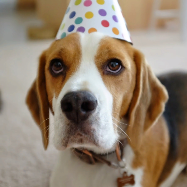 Торт с биглем