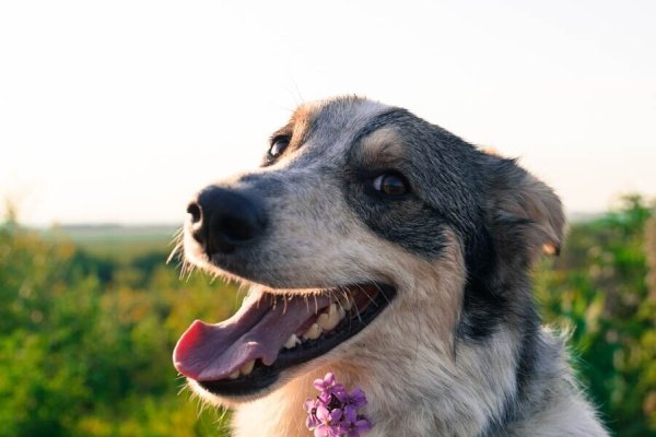 Когда праздник собак