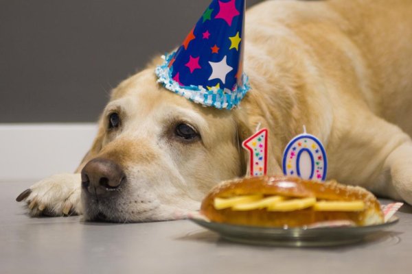 День рождения собаки