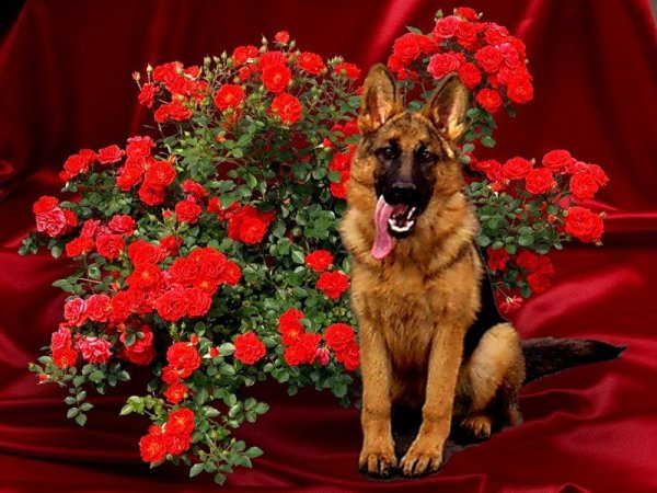 Собака поздравляет