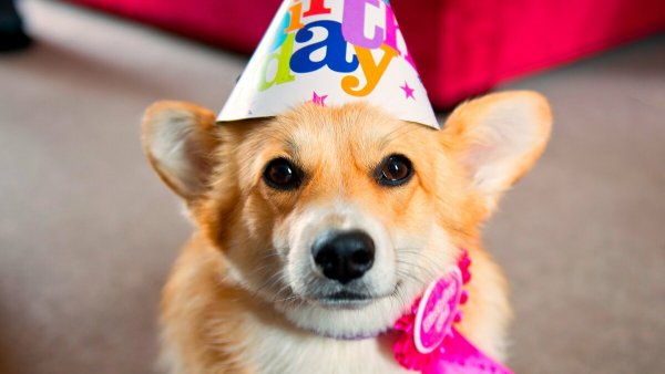 Собака в колпаке