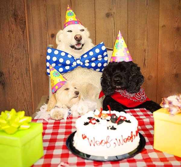С днём рождения собачки