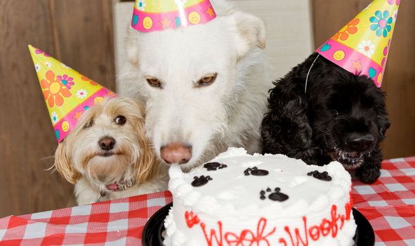 Тортики с собачками