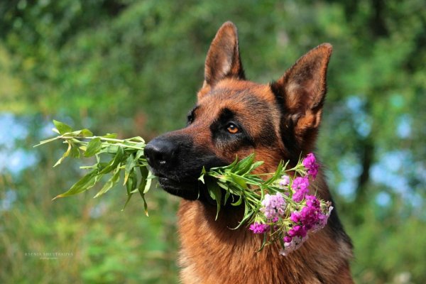 Малинуа Макс