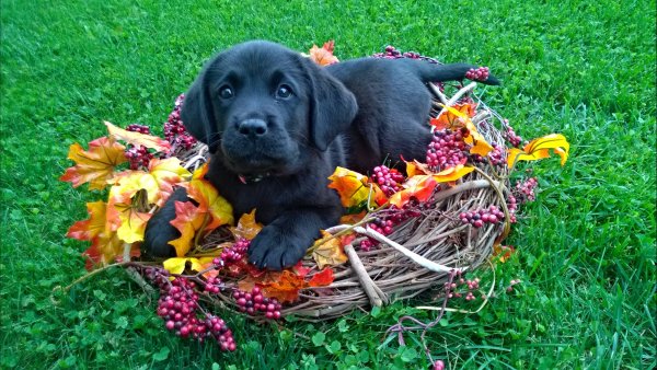 Черный лабрадор с цветами