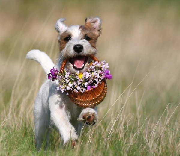 Собака с букетом цветов
