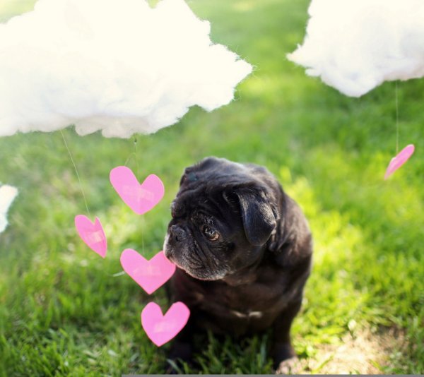 Картинки собак с сердечками много