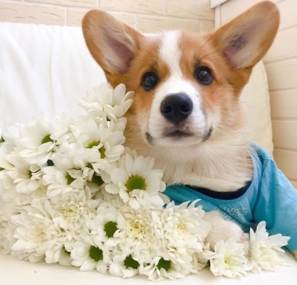 Песик с открыткой в руках