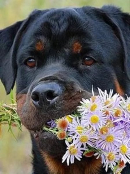 Рот для дня рождения