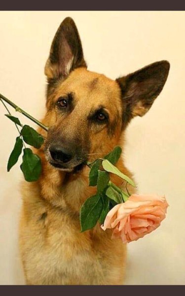 Овчарка с цветами
