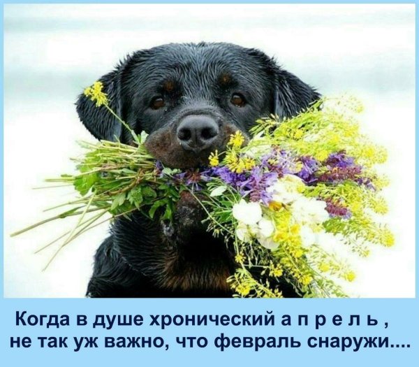 Собака поздравляет