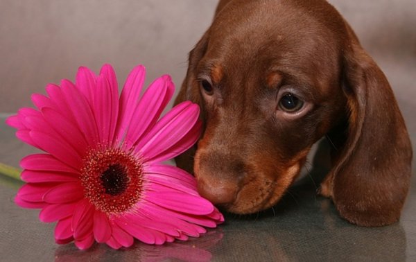 Такса с цветами