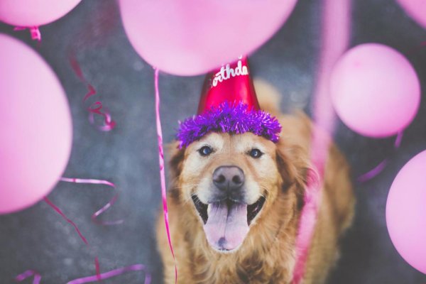 Собака в праздничном колпаке