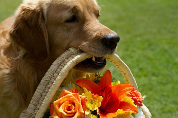 Собачка с цветами