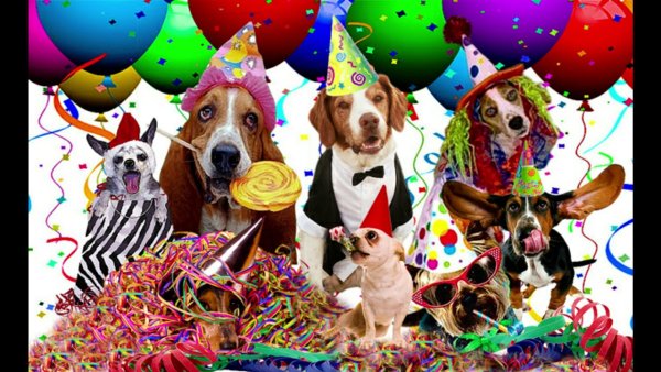 Собака с праздником