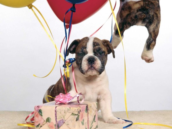 С днем рождения собака боксер